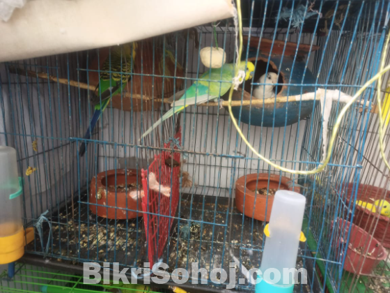 বাজিগার পাখি